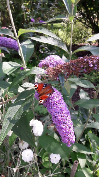 1 Beeches Farm Cottages